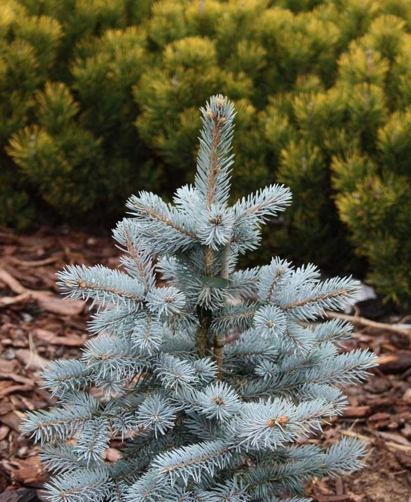 Picea Pungens "Spek" - Blue Spruce/October Spruce
