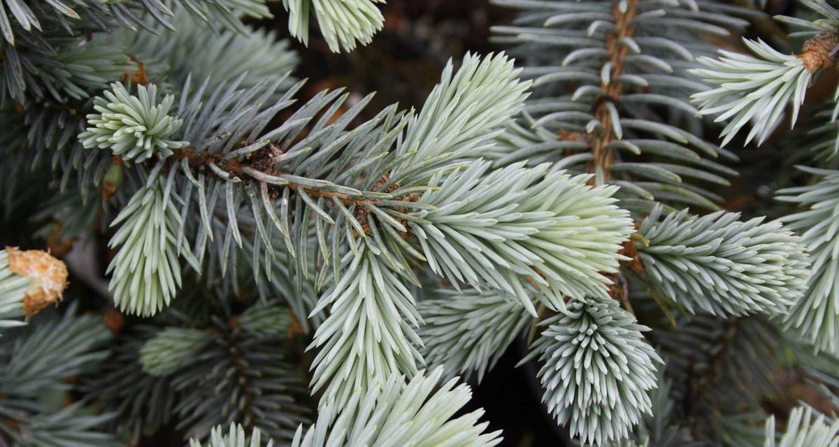 Picea Pungens "Spek" - Blue Spruce/October Spruce