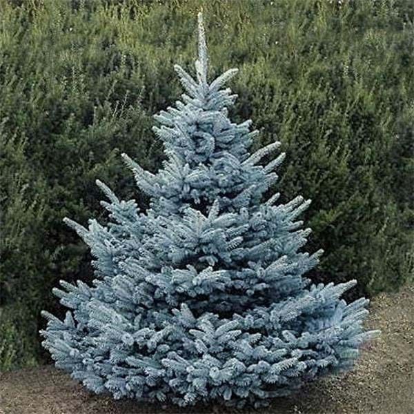 Picea pungens 'Blue Diamond' - Blågran