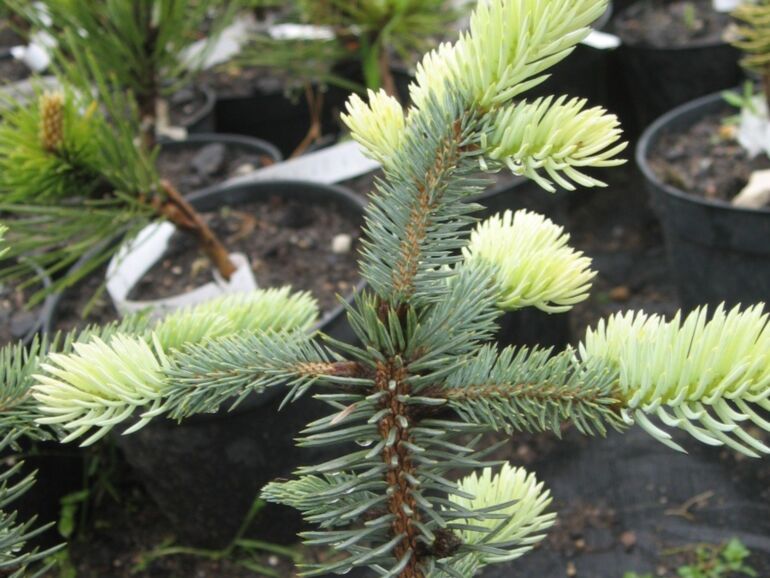 Picea Pungens "Spek" - Blue Spruce/October Spruce