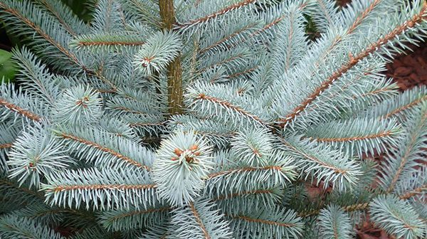 Picea pungens 'Erich Frahm' - Blågran