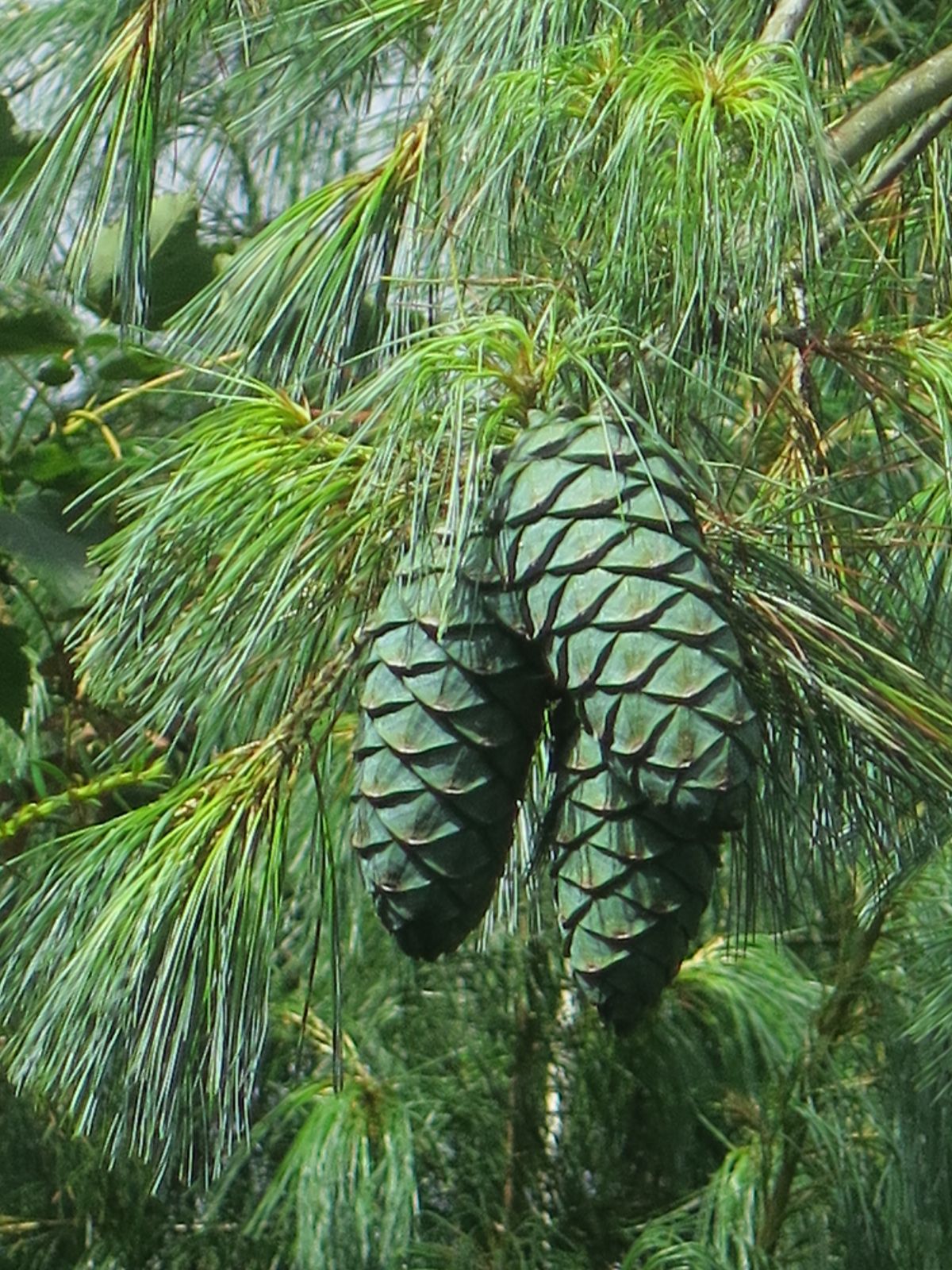 Pinus Armandii - Kiinansembra