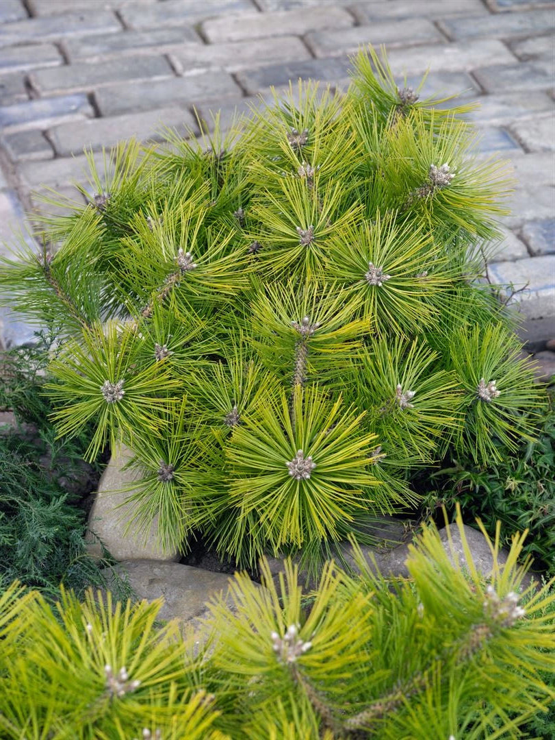 Pinus Densiflora 'Jane Kluis' - Dvärgtall