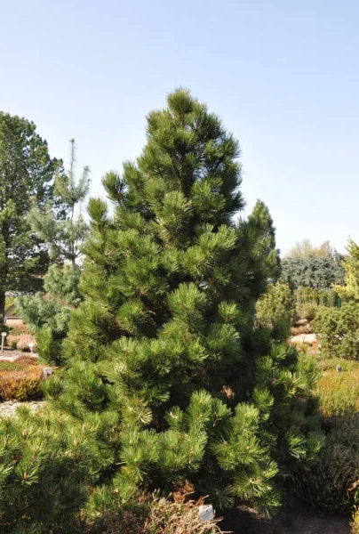 PINUS HELDREICHII (LEUCODERMIS) 'Malinki' - Bosnianmänty