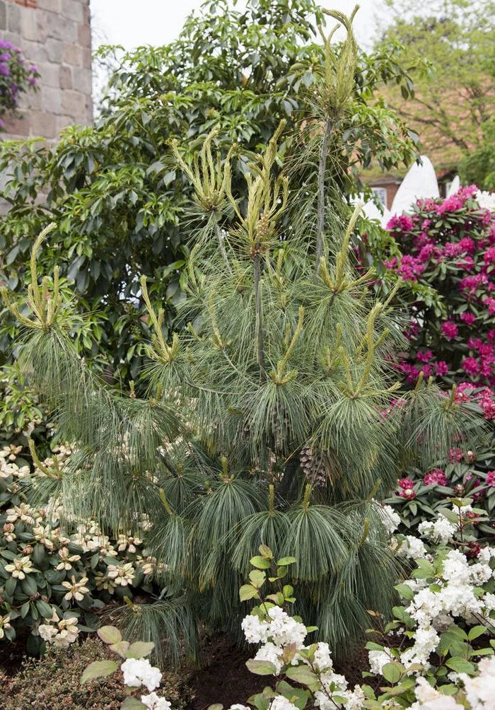 Pinus Schwerinii 'Wiethorst' - Dvärg-hybridtall