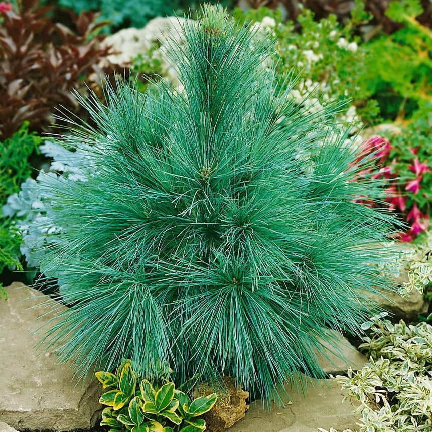 Pinus Schwerinii 'Wiethorst' - Dvärg-hybridtall