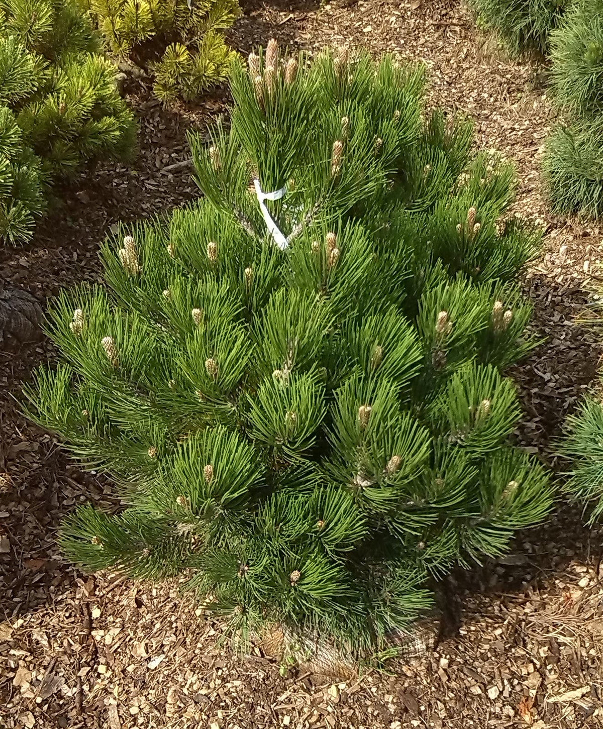 PINUS HELDREICHII (LEUCODERMIS) 'Satellit' - ormtall