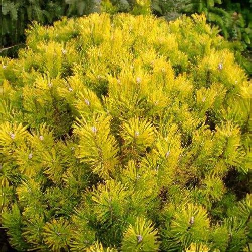 Pinus Mugo 'Golden Glow' - Dvärgbergtall