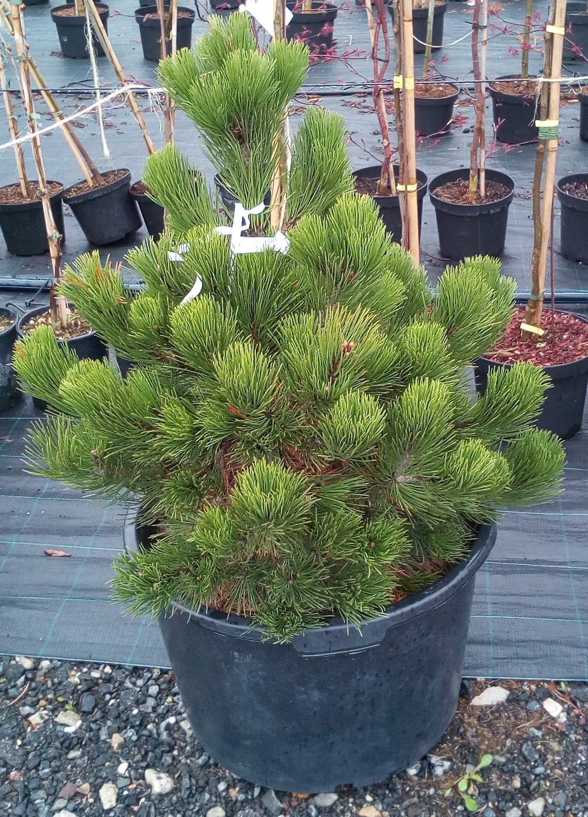 PINUS HELDREICHII (LEUCODERMIS) 'Satellit' - ormtall