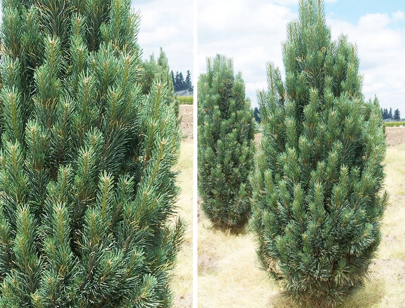 Pinus nigra 'Fastigiata' - Österrikisk tall