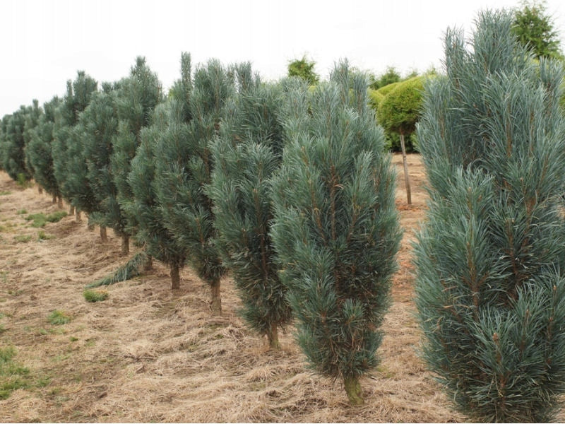 Pinus nigra 'Fastigiata' - Österrikisk tall
