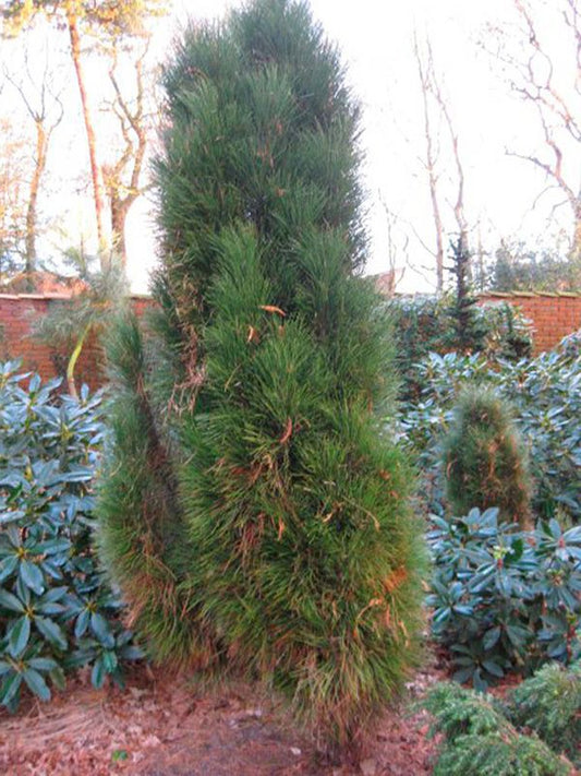Pinus nigra 'Pyramidalis' - Euroopanmustamänty