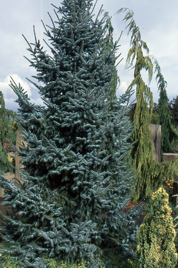 Picea Omorika "Bruns" - Serbian spruce 