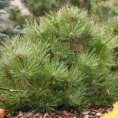 Pinus Nigra 'Nana' - Dvärgtall