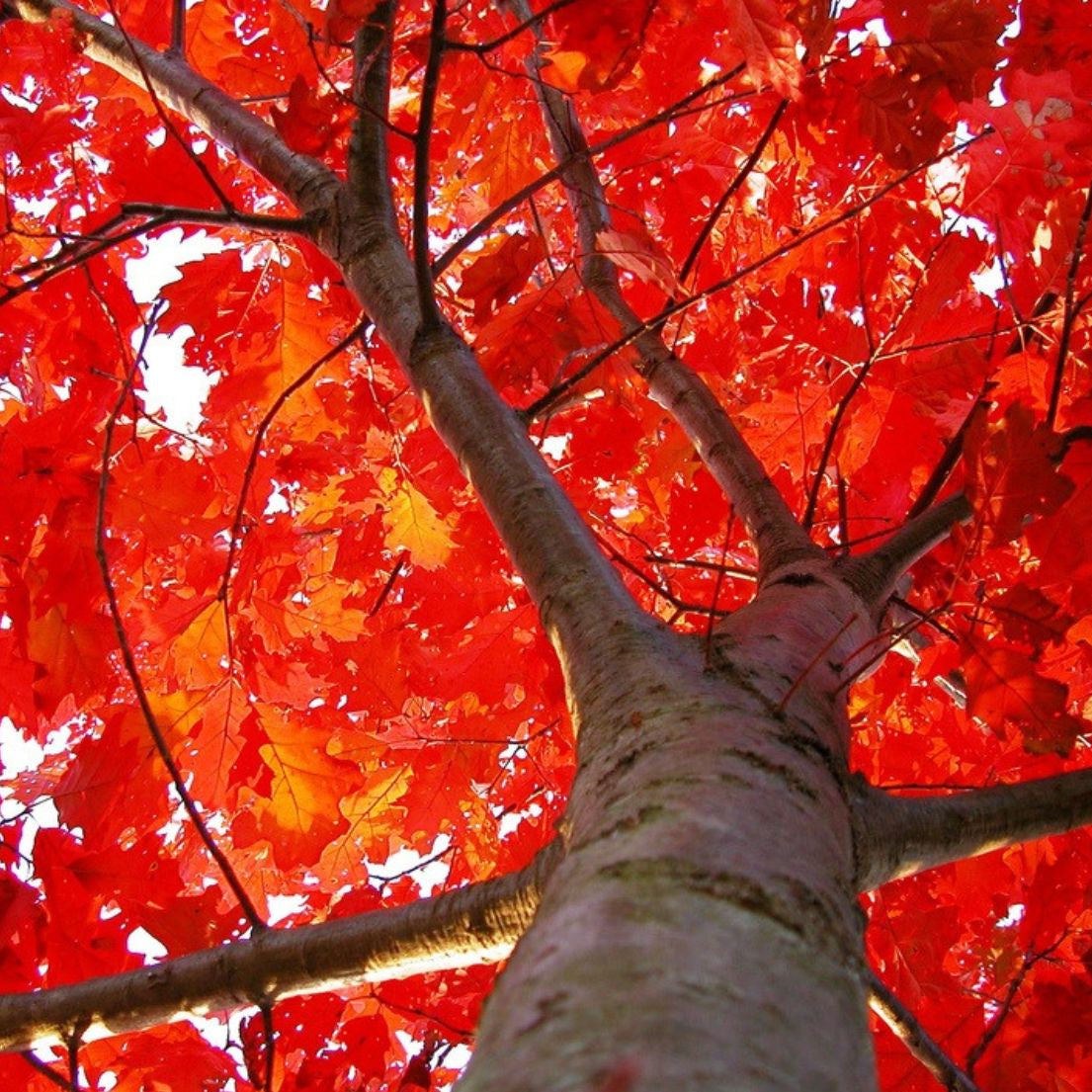Quercus rubra - Punatammi