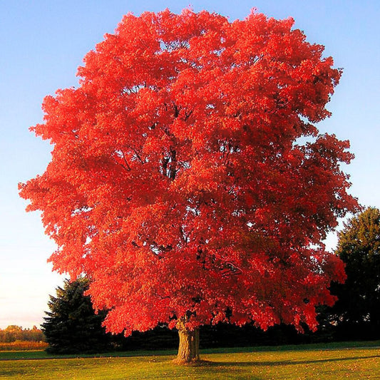 Quercus rubra - Punatammi