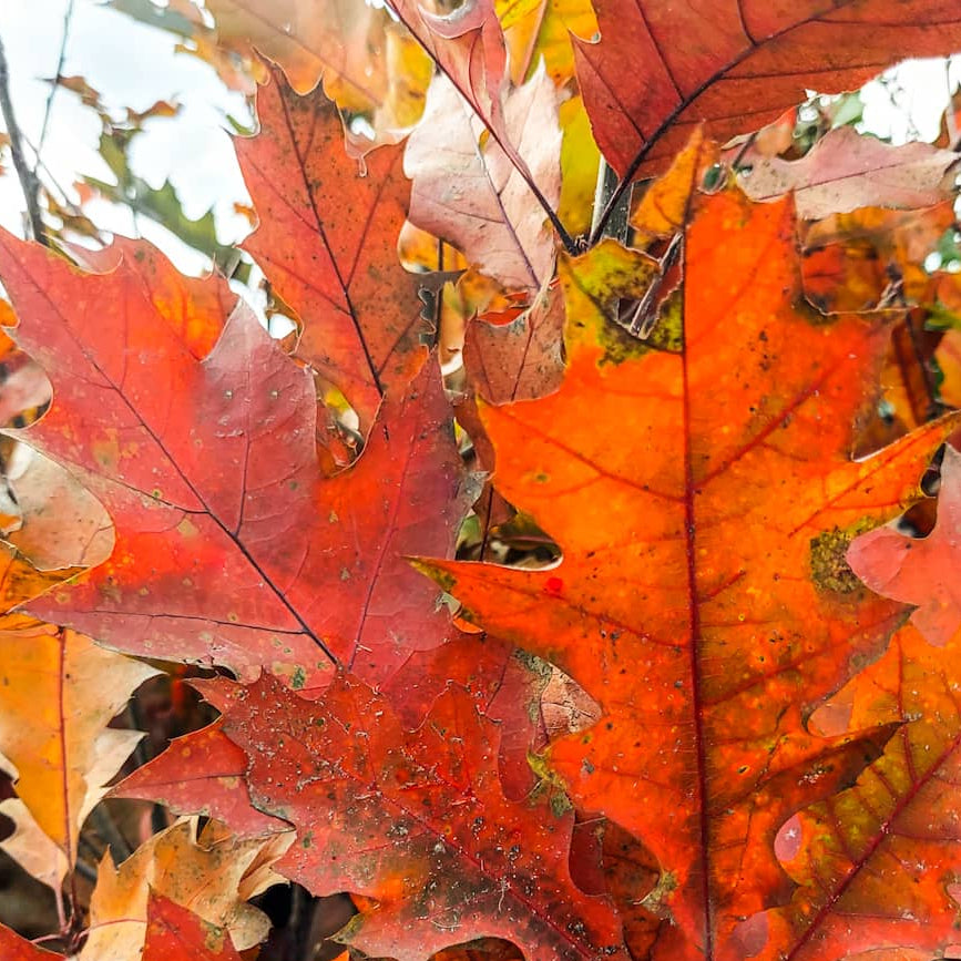 Quercus rubra - Punatammi
