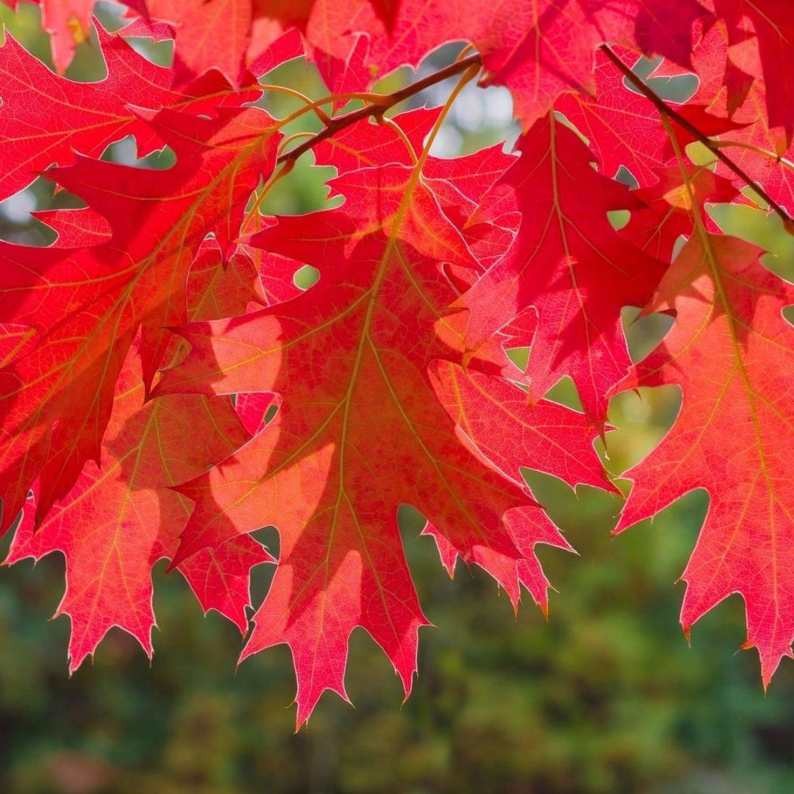 Quercus rubra - Punatammi