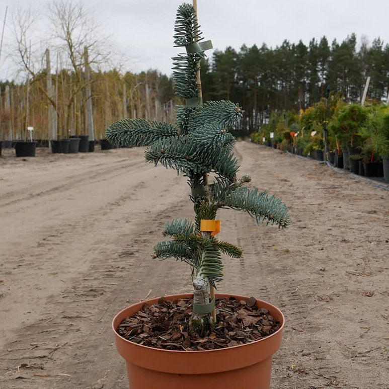 Abies procera 'Glauca' - Aitopihta, Jalopihta (Kuningaspihta)