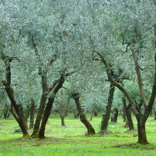 Elaeagnus angustifolia - Idänhopeapensas