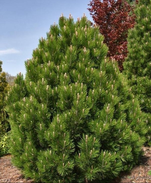Pinus heldreichii - Bosnian pine 