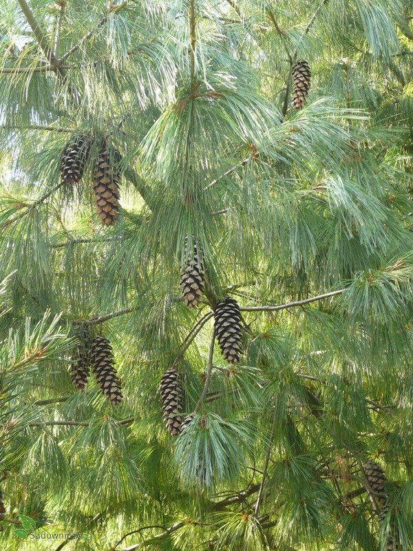Pinus Griffithii Wallichiana - Gråbrokig tall / Himalajatall
