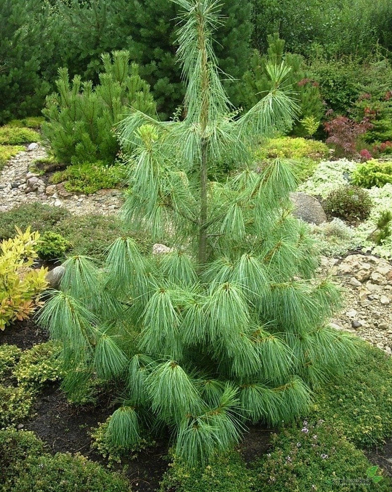 Pinus Griffithii Wallichiana - Gråbrokig tall / Himalajatall