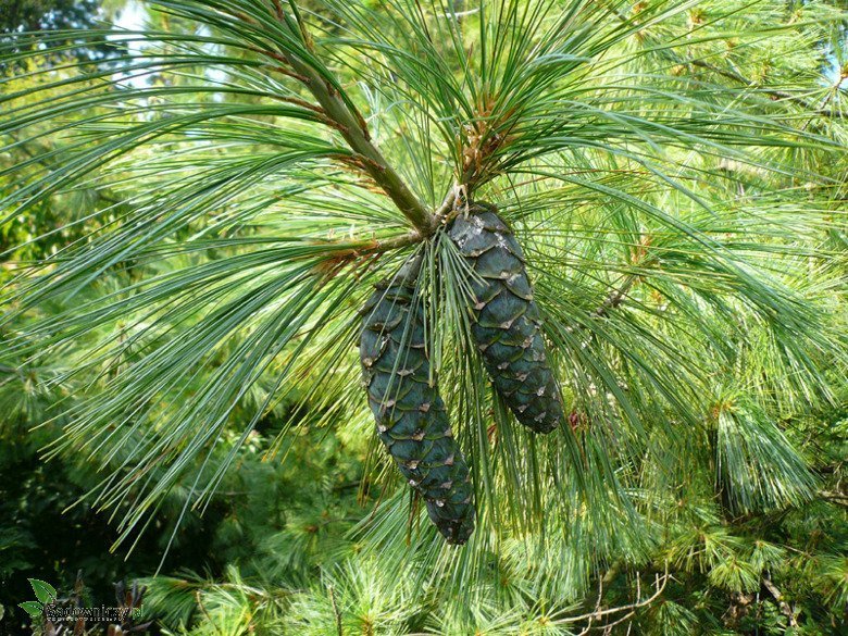 Pinus Griffithii Wallichiana - Gråbrokig tall / Himalajatall