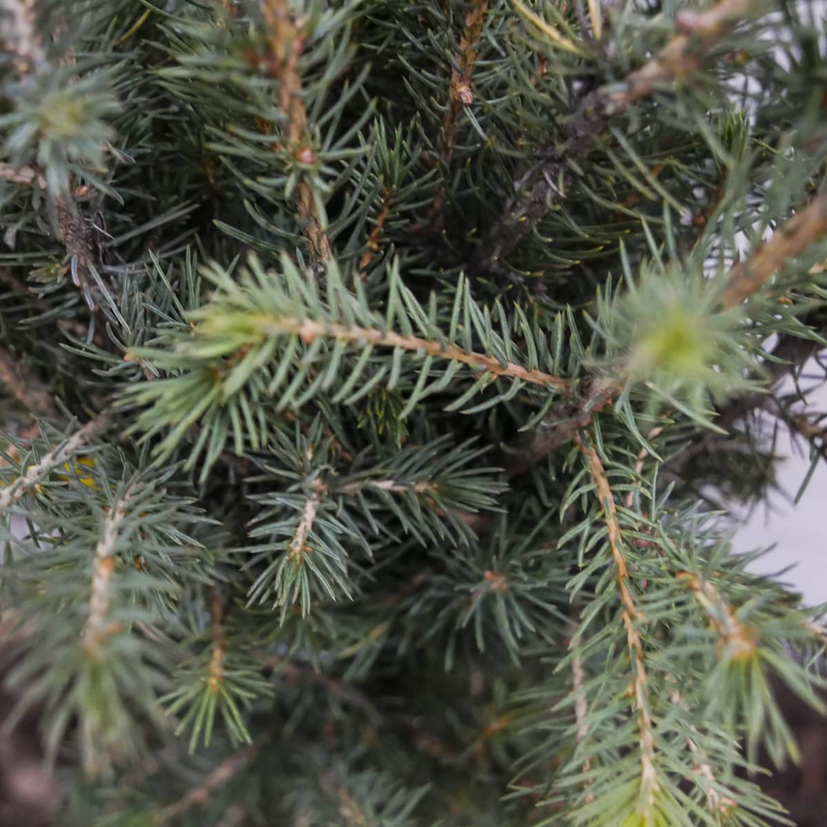 Picea pungens "Glauca" - Blue Spruce / Silver Spruce 