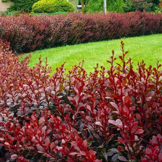 Berberys Atropurpurea - Purppurahappomarja