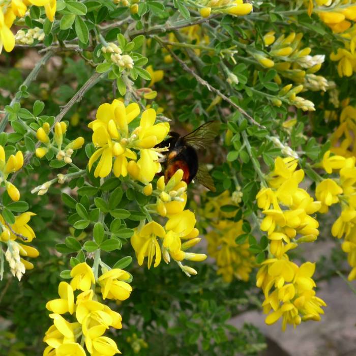 Caragana arborescens - Sibirisk ärtbuske