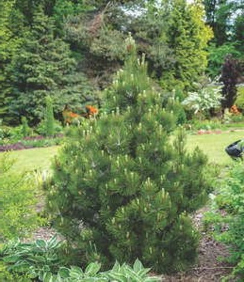 Pinus Nigra 'Nana' - Dvärgtall