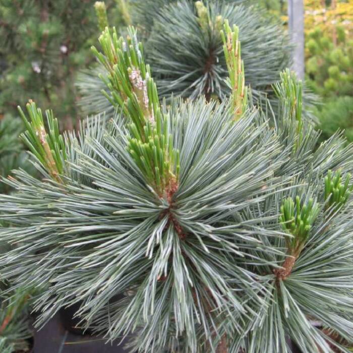 Pinus Flexilis 'Vanderwolf's Pyramid' - Rocky Mountains contortatall