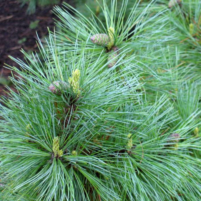 Pinus Peuce - Makedonianmänty