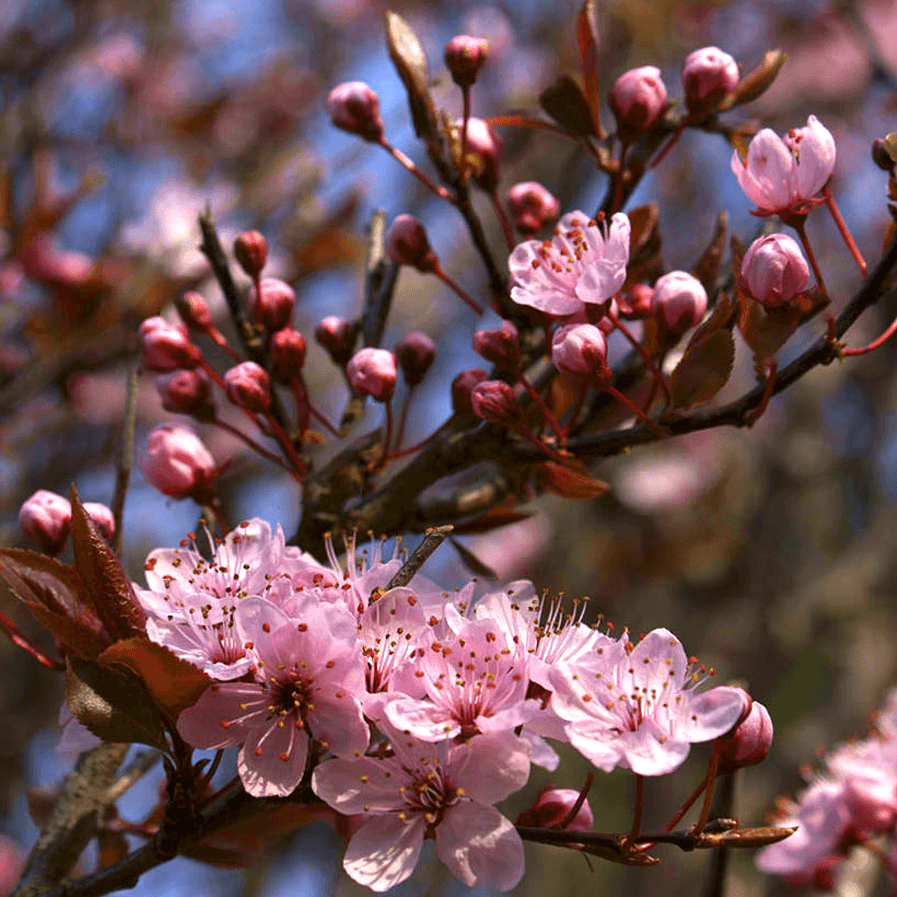 Prunus cerasifera 'Pissardii Nigra' - Hurmeluumu