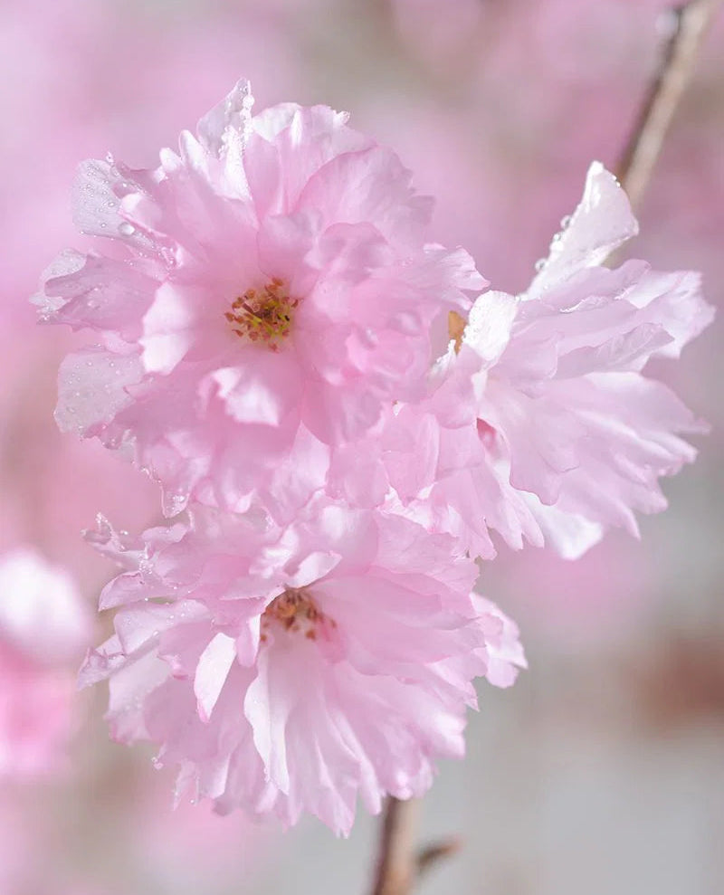 Prunus serrulata 'Royal Burgundy' - Japaninkirsikka