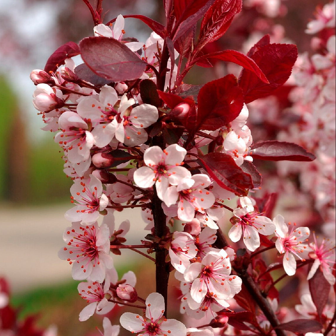 Prunus Cistena - Black plum 