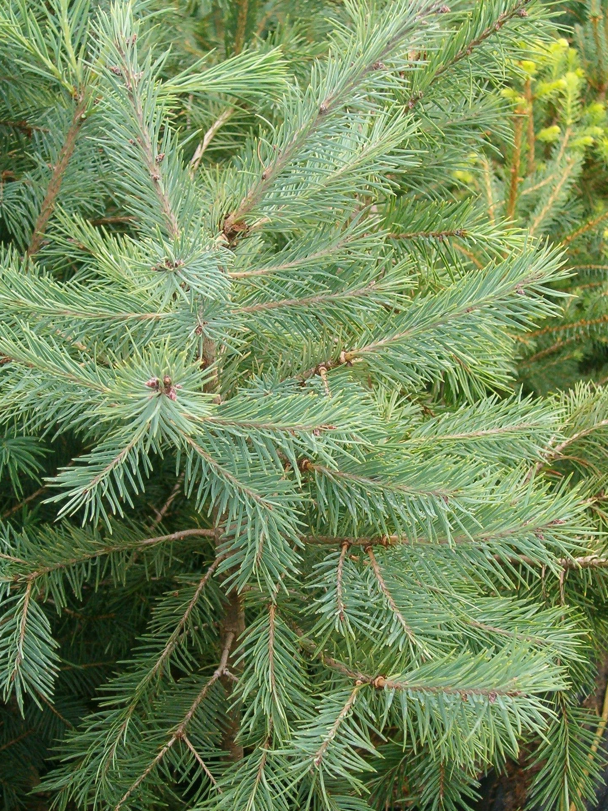 Pseudotsuga menziesii 'Glauca' - Blå douglasgran