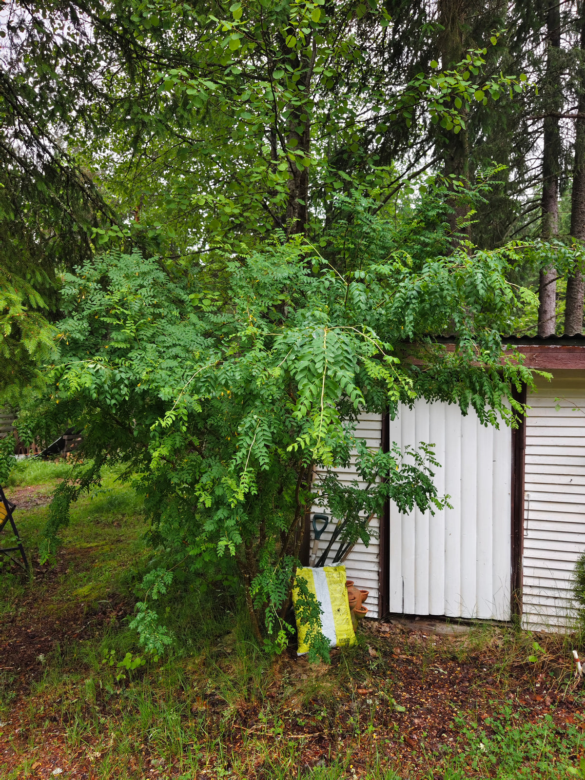 Caragana arborescens - Sibirisk ärtbuske