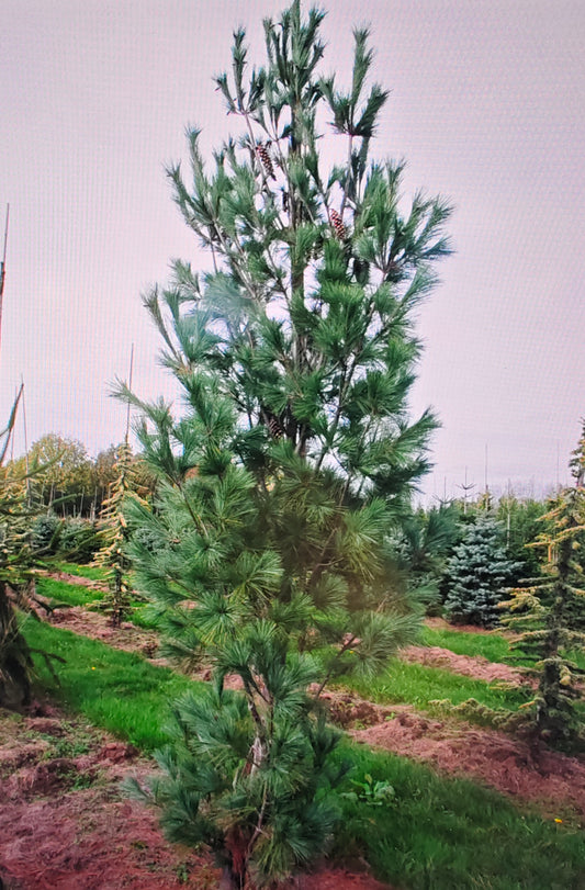 Pinus Strobus 'Fastigiata' - Pilaristrobusmänty