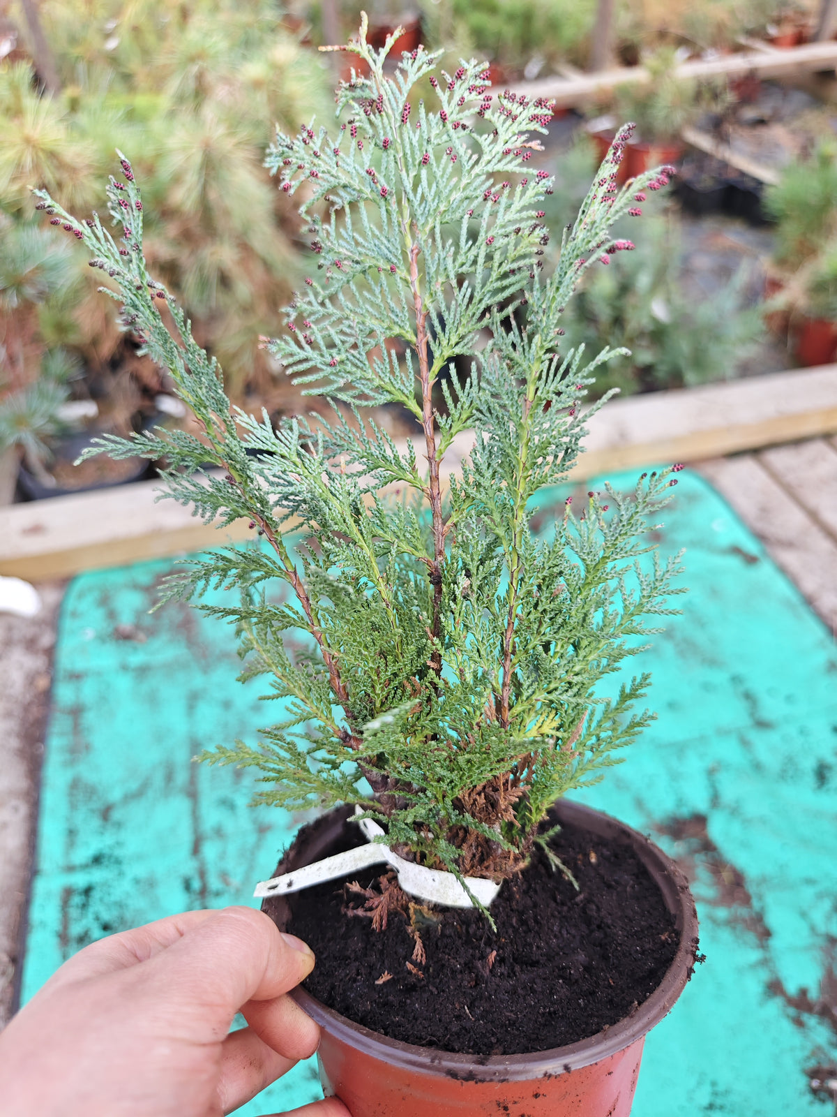 Chamaecyparis lawsoniana 'Columnaris' - Lawsoncypress