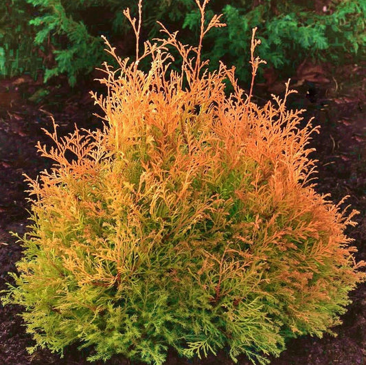 Thuja occidentalis ’Rheingold’ - Kultatuija