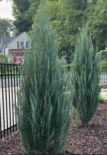 Juniperus Scopulorum 'Blue Arrow' - Sinikynäkataja / Kalliovuortenkataja