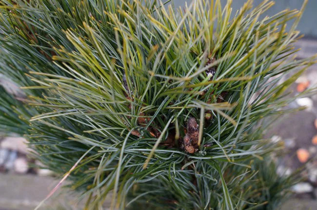 Pinus cembra subsp. sibirica (Pinus sibirica) – Siperiansembra