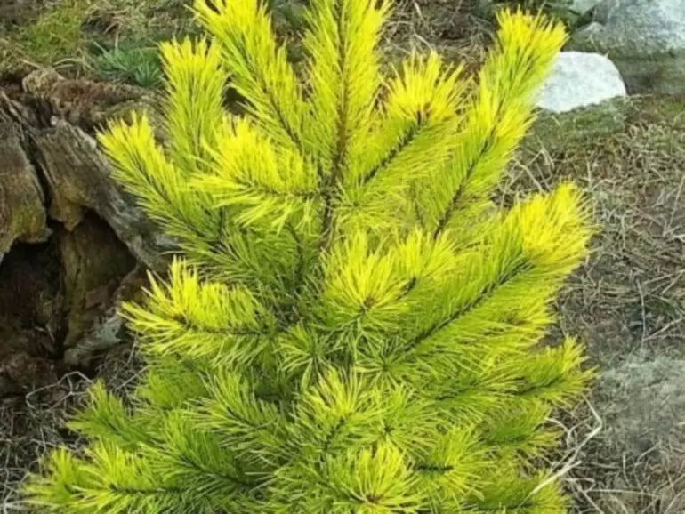 Pinus sylvestris 'Aurea' - Fura