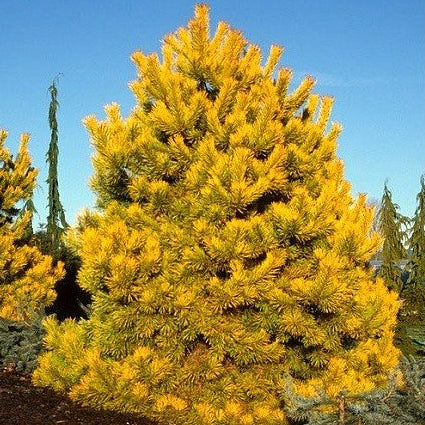 Pinus sylvestris 'Aurea' - Fura