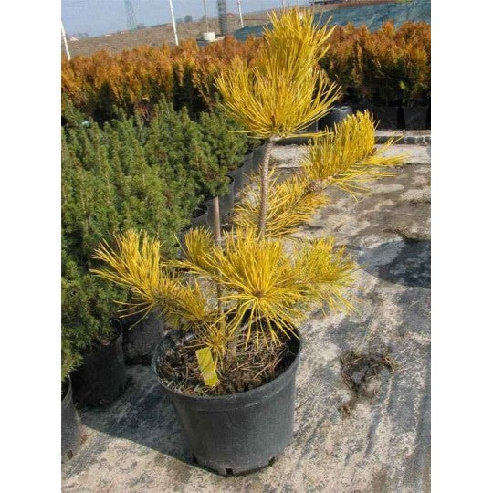 Pinus sylvestris 'Aurea' - Fura