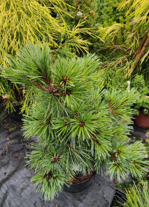 Pinus strobus 'Blue Shag' - Weymouthtall