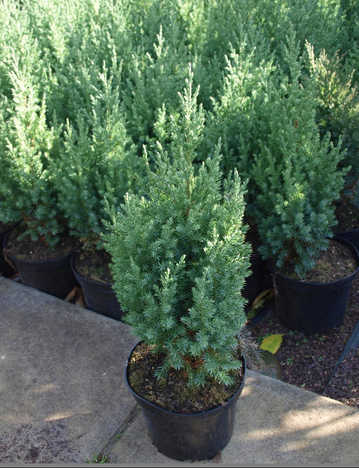 Juniperus Chinensis "Stricta" - Chinese juniper 