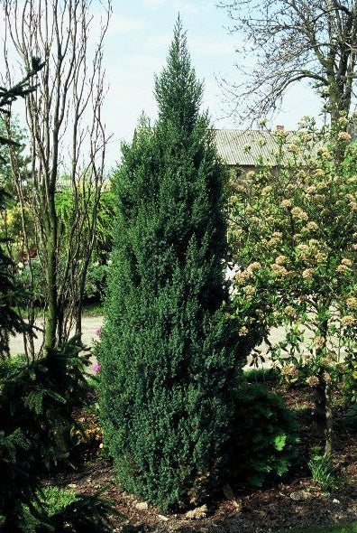 Juniperus Chinensis "Stricta" - Chinese juniper 